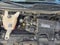 2020 Chevrolet Express Passenger 3500 1LT